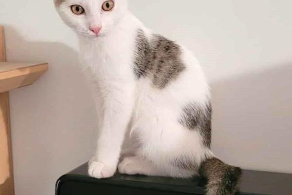 AIDA